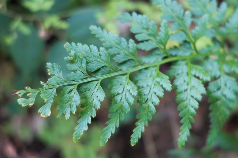 Asplenium